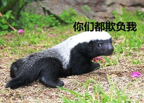 瓜哥吃瓜野生动物砧板,揭秘野生动物砧板的神秘世界