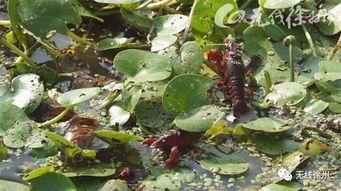 沛县红红吃瓜,揭秘当地特色美食背后的故事