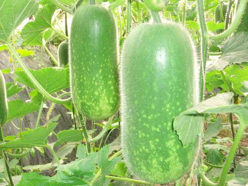 9988068吃瓜群,揭秘网络社交圈的趣味与争议