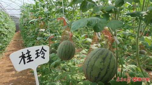 南宁吃瓜黄女士,揭秘网络热议背后的真相