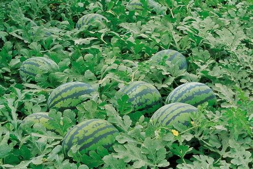 广西梧州吃瓜批发,瓜香四溢的繁华集散地