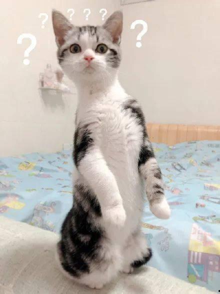 带你吃瓜搞笑猫咪,带你吃瓜，猫咪界的欢乐喜剧