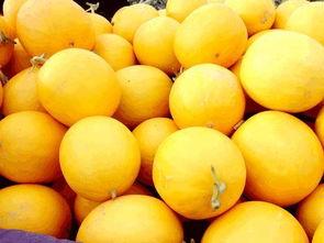 如何吃黄河蜜瓜,美味食法指南，尽享夏日清凉