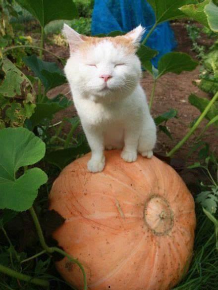 猫吃葫芦瓜吗,葫芦瓜真的适合它们吗？