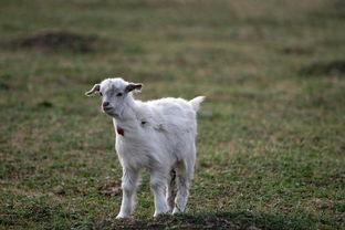 吃瓜小羊羔图片,揭秘吃瓜小羊羔的趣味瞬间