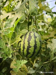 上宗吃瓜,揭秘娱乐圈背后的那些事儿