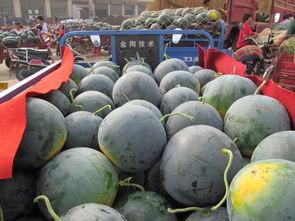 景观吃瓜,品味自然之美，畅享田园时光