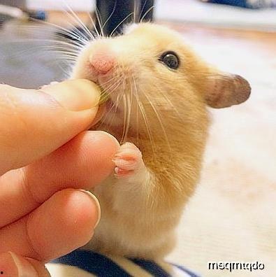 仓鼠可以吃瓜尖吗,瓜尖是否适宜作为仓鼠美食