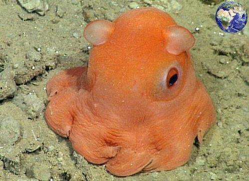 带你吃瓜呆萌章鱼,吃瓜界的“海洋明星”