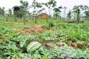 上场吃瓜,揭秘场上那些鲜为人知的幕后故事