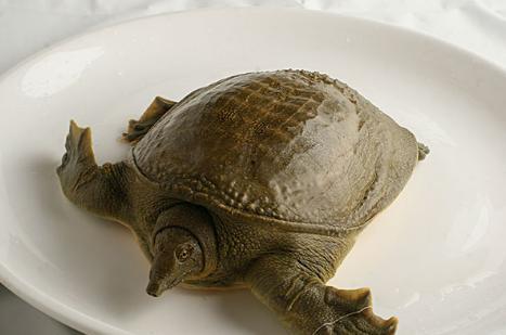 大瓜吃甲鱼,大瓜与甲鱼的跨界美食之旅