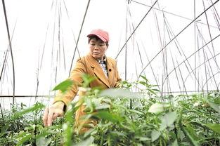 来凤吃瓜新闻,揭秘当地奇特现象背后的故事