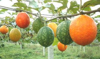 吃吊瓜可以吃栗子,美味双享的秋季佳肴搭配