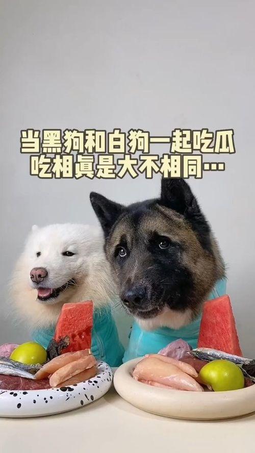 萌宠吃瓜983,揭秘宠物界的趣味瞬间