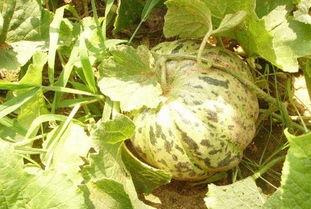 西瓜吃大瓜哈密瓜