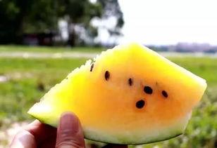 吃沙瓜声控,夏日消暑新潮流