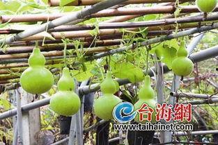 小孩可以吃葫芦瓜,宝宝辅食新选择，营养美味两不误