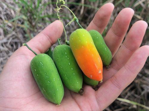 老鼠瓜咋吃,老鼠瓜的多样食用方法与美味体验