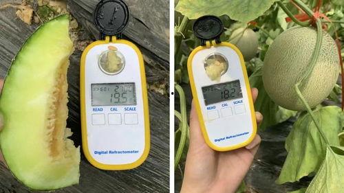 小朋友吃网纹瓜,小朋友的快乐食光