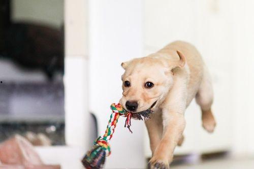 狗吃白瓜 死了,警惕宠物食品安全