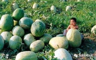 山东沙河吃瓜,夏日消暑，瓜果飘香，共享欢乐时光
