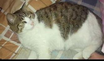 猫咪吃瓜苹果,瓜苹果的诱惑与美味探索