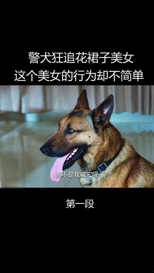 警犬吃瓜,瓜田里的神秘事件
