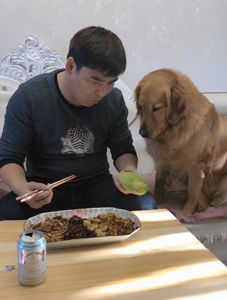 金毛吃瓜搞笑,笑料横生，萌宠搞笑瞬间大集合