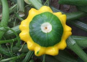 黄飞碟瓜怎么吃