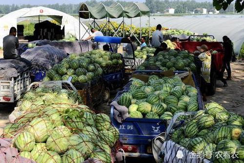 河南教师吃瓜,揭秘背后真相与反思