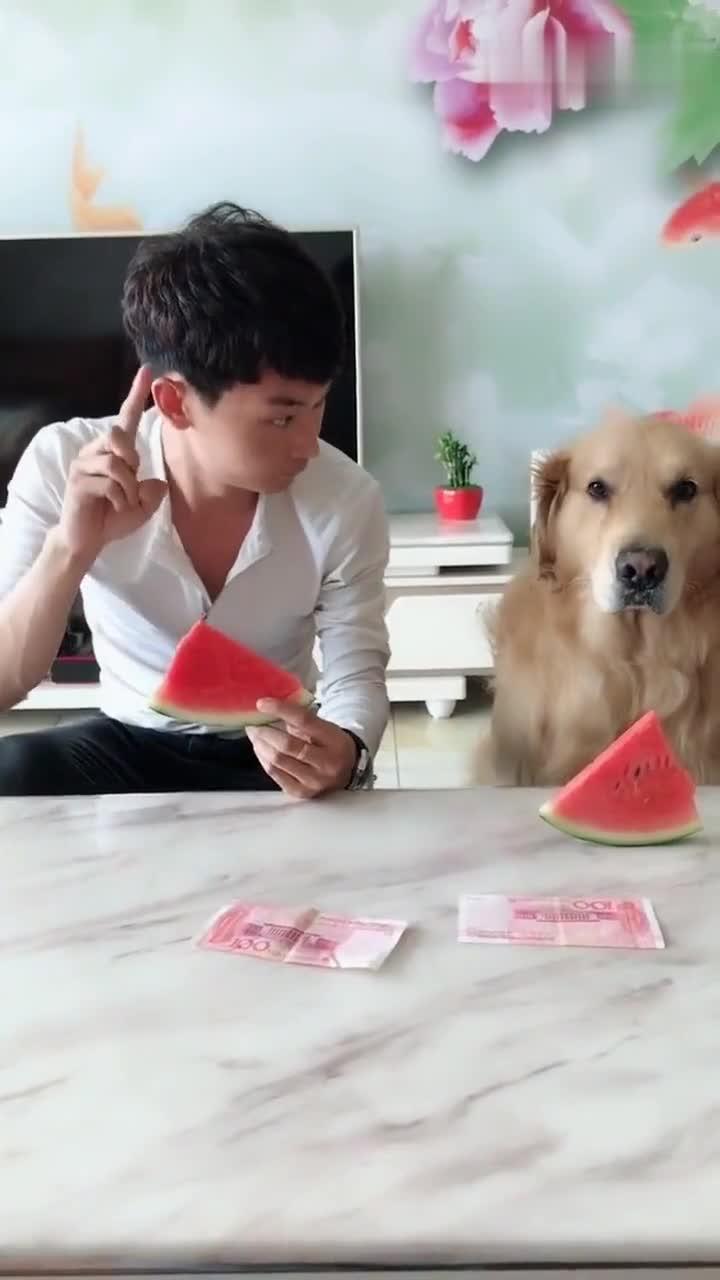 狗吃瓜表情卡通,狗狗吃瓜表情卡通趣味解读