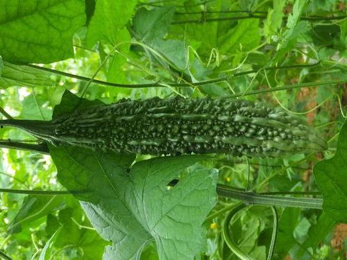 吃白凉瓜的好处,清凉解暑，健康生活新选择