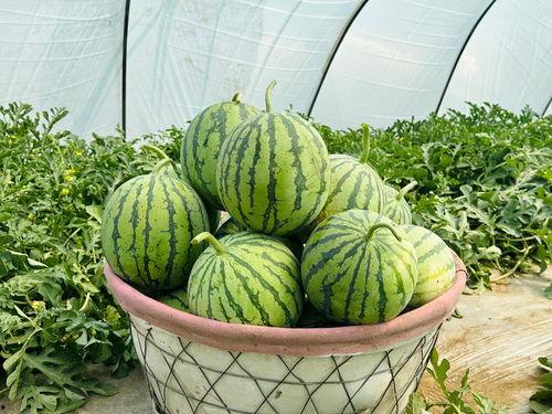 快速吃瓜视频,揭秘热门视频背后的故事