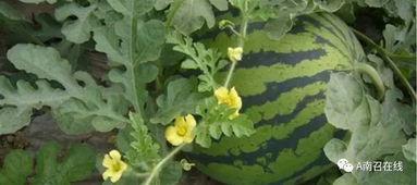 南召田瓜怎么吃,解锁美味新体验