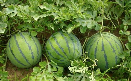 中国网友吃瓜韩国,吃瓜围观韩国娱乐圈风云