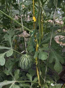 雨后瓜田吃瓜,甜蜜滋味尽享