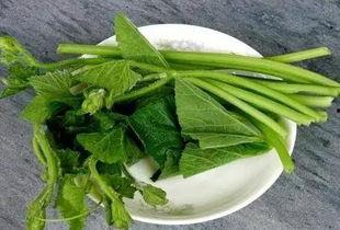 随风吃瓜树叶,品味树叶间的自然奥秘