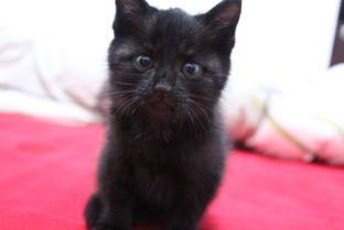 猫只吃瓜和菜,瓜果蔬菜的诱惑之旅