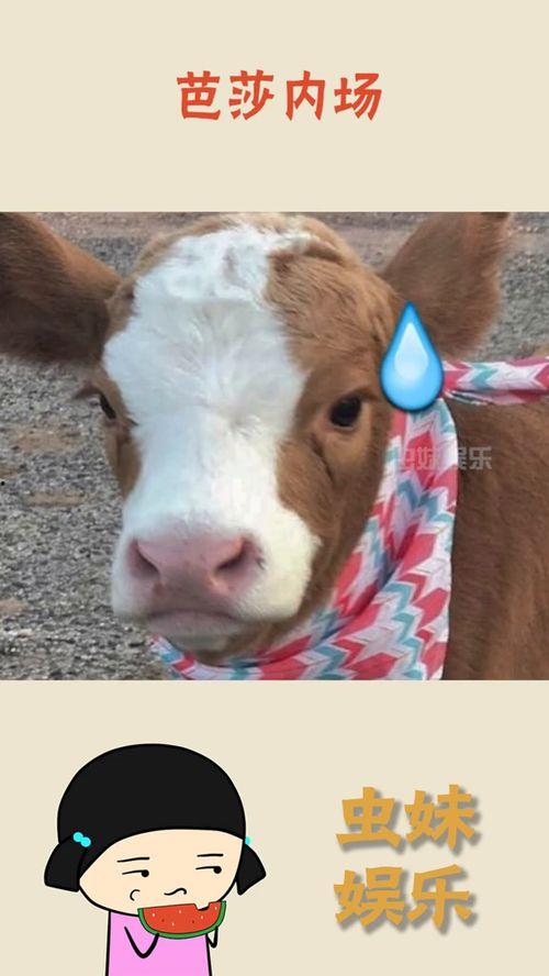 抖音动感吃瓜,揭秘网红美食背后的故事