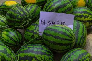 女孩发吃瓜吃瓜,吃瓜女孩带你探秘明星幕后故事