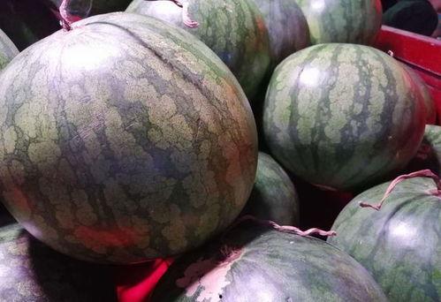 西瓜熟了吃瓜视频,一起解锁夏日美味时光