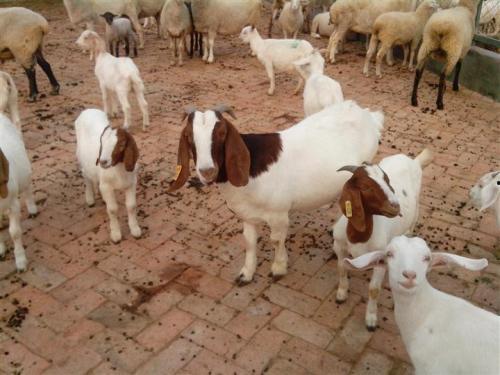 牛羊吃的大瓜,大瓜盛宴背后的生态智慧