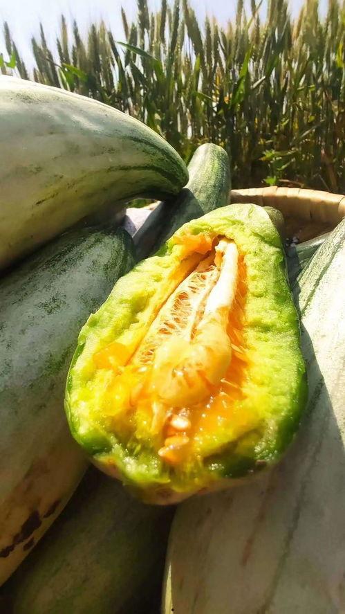 安静吃瓜最新视频