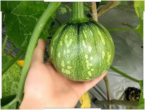 瓜哥小k吃瓜,娱乐圈那些鲜为人知的吃瓜故事